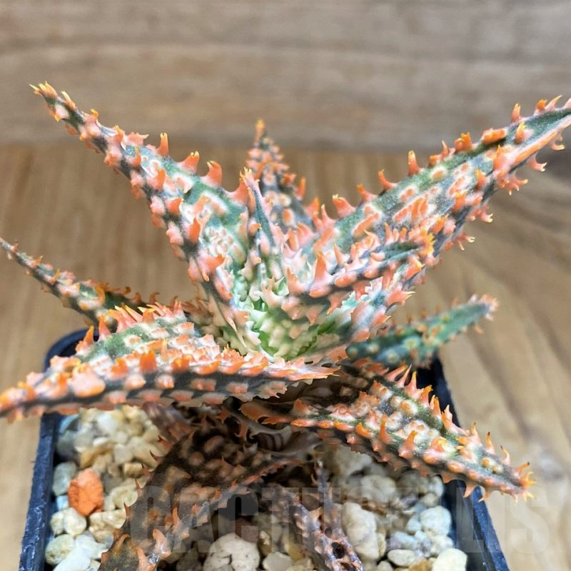 SH9400 Aloe TCT hybrid