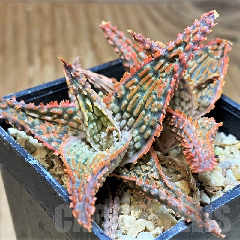 SH9401 Aloe TCT hybrid