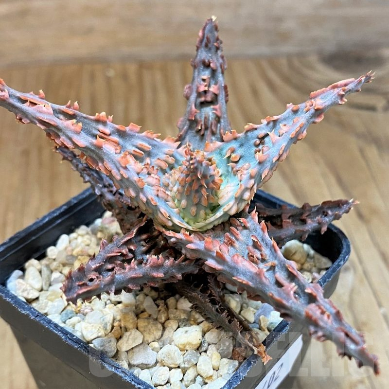 SH9402 Aloe TCT hybrid