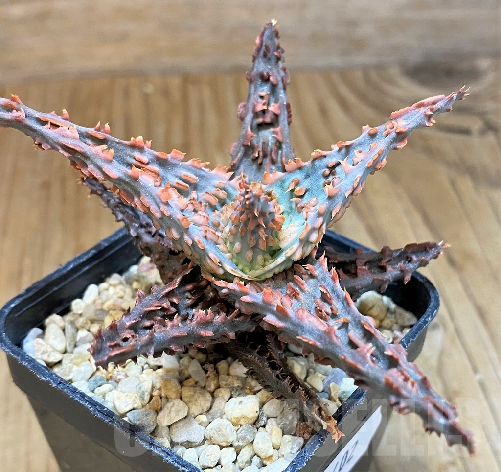 SH9402 Aloe TCT hybrid
