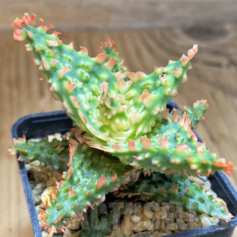 SH9404 Aloe TCT hybrid