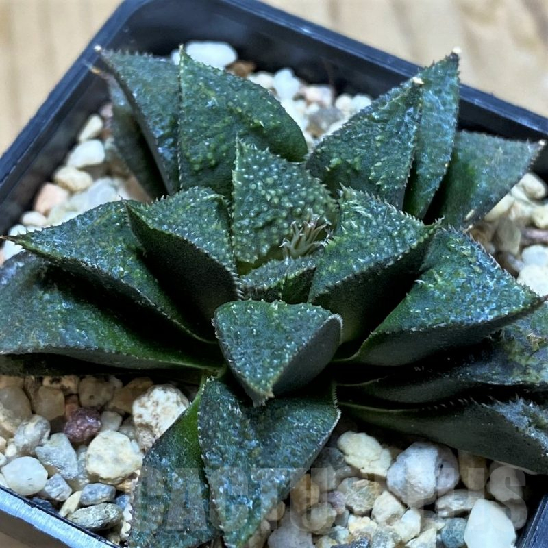 SH9347 Haworthia wimii