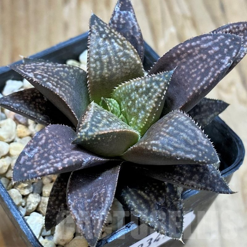 SH9349 Haworthia hybrid PP140, ex Artisan
