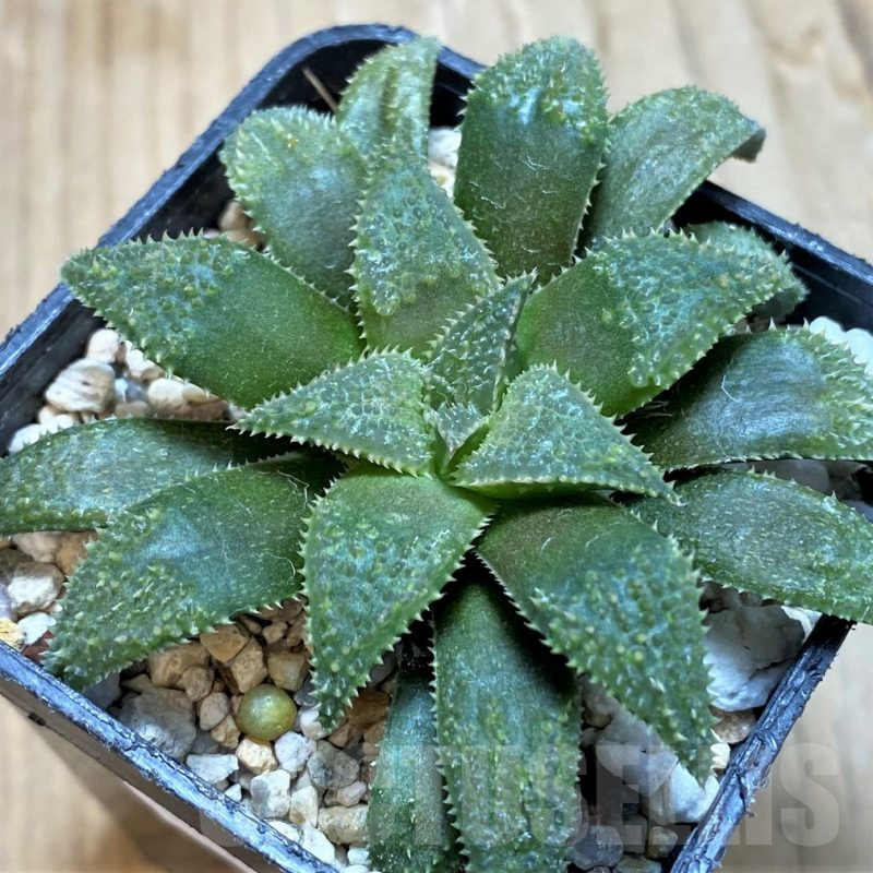 SH9351 Haworthia parksiana x pygmaea