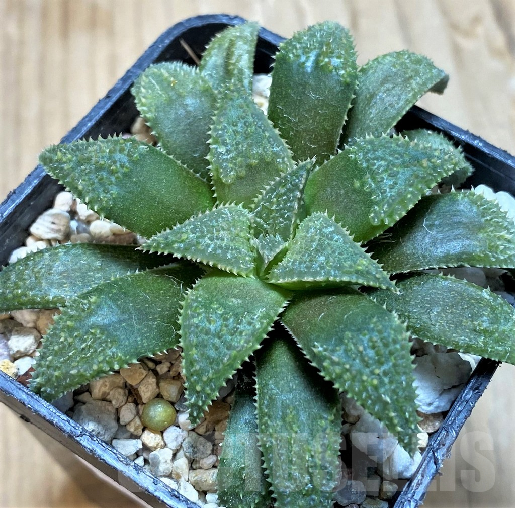 SH9351 Haworthia parksiana x pygmaea
