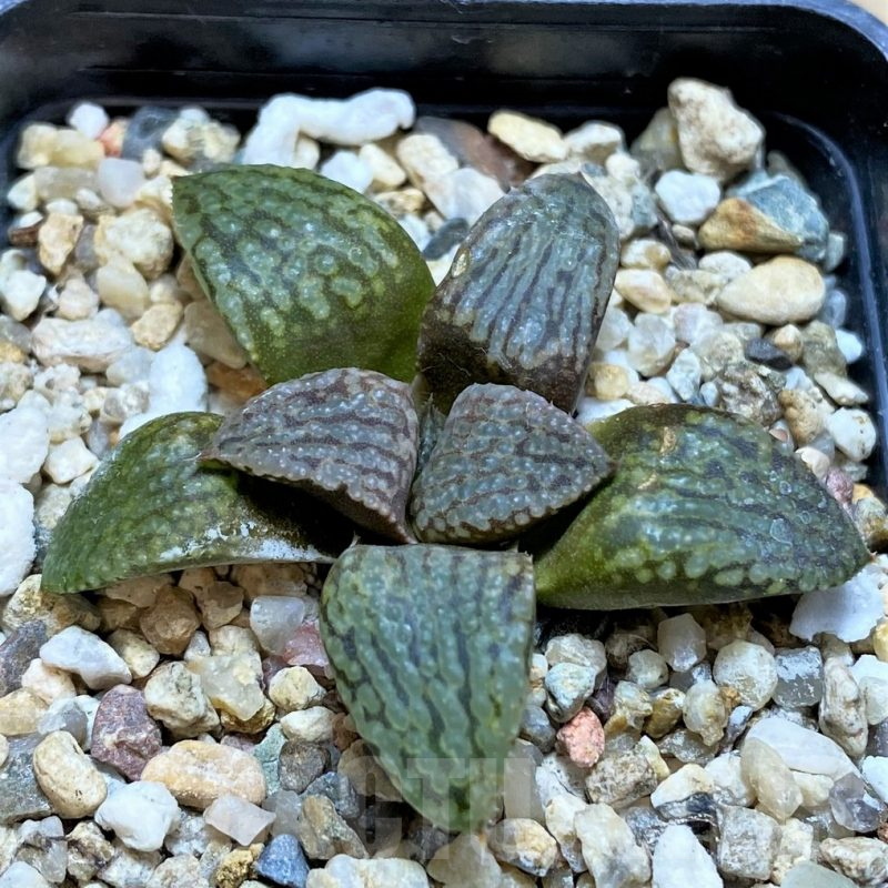 SH9352 Haworthia picta -Japan-