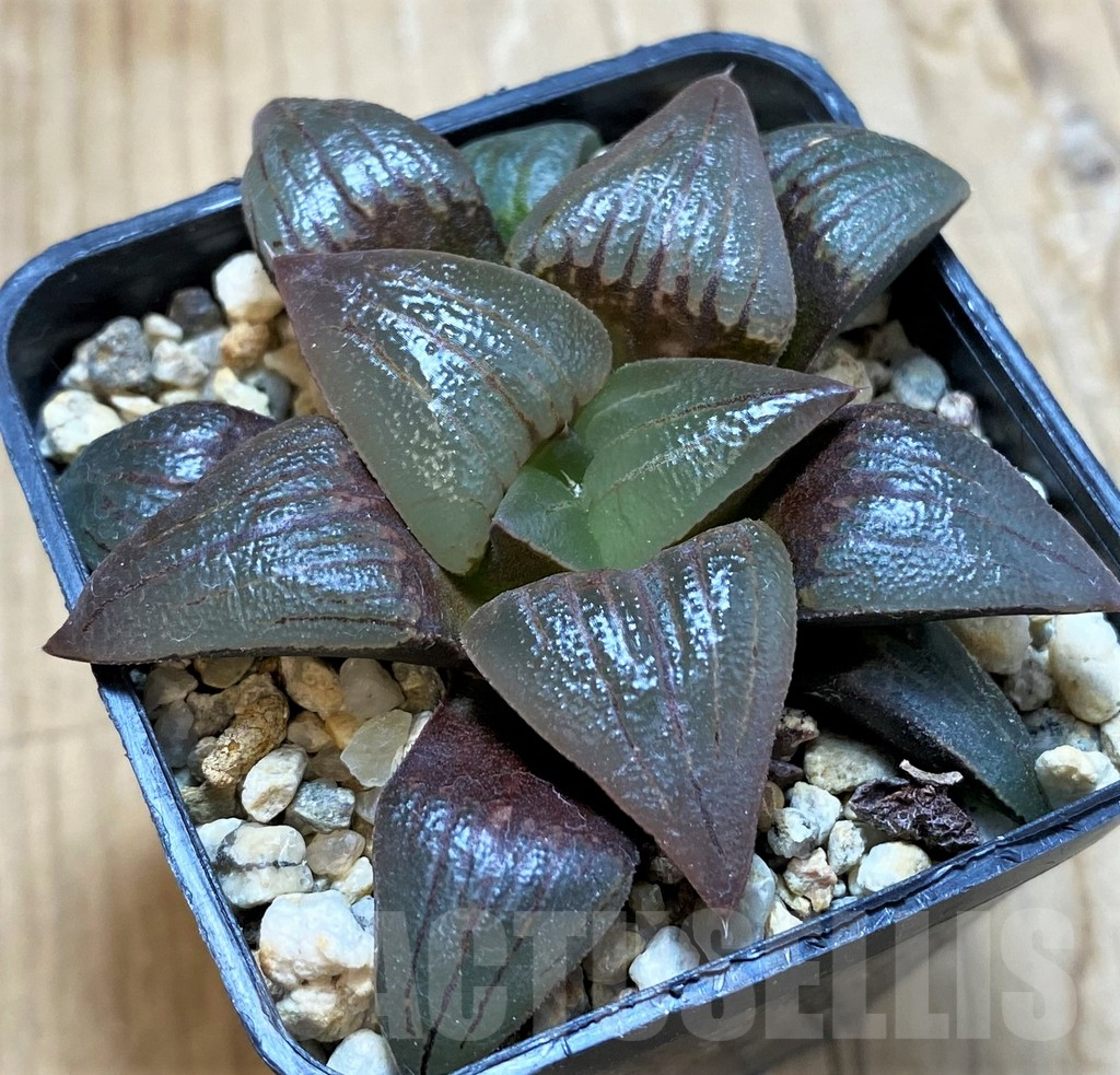 SH9353 Haworthia atrofusca -Japan-