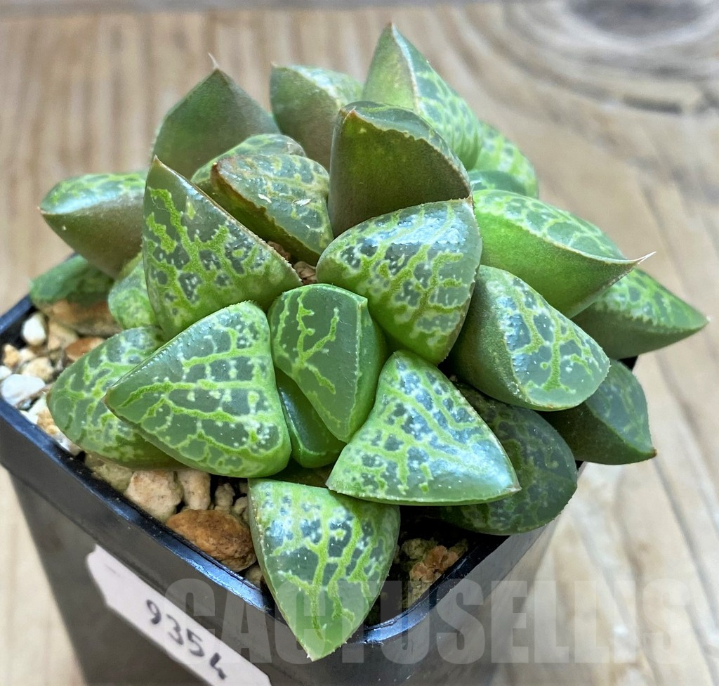 SH9354 Haworthia ‘Kamen Butokai’ - Imagen 2