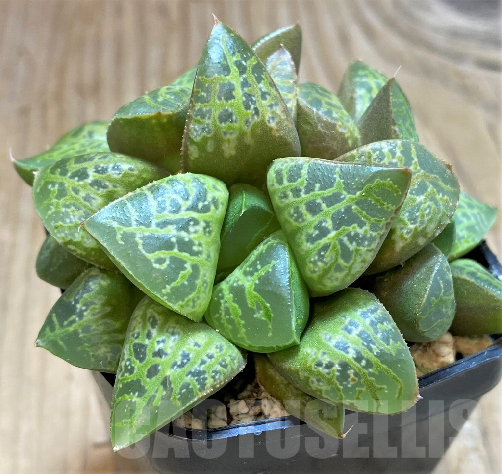 SH9354 Haworthia ‘Kamen Butokai’