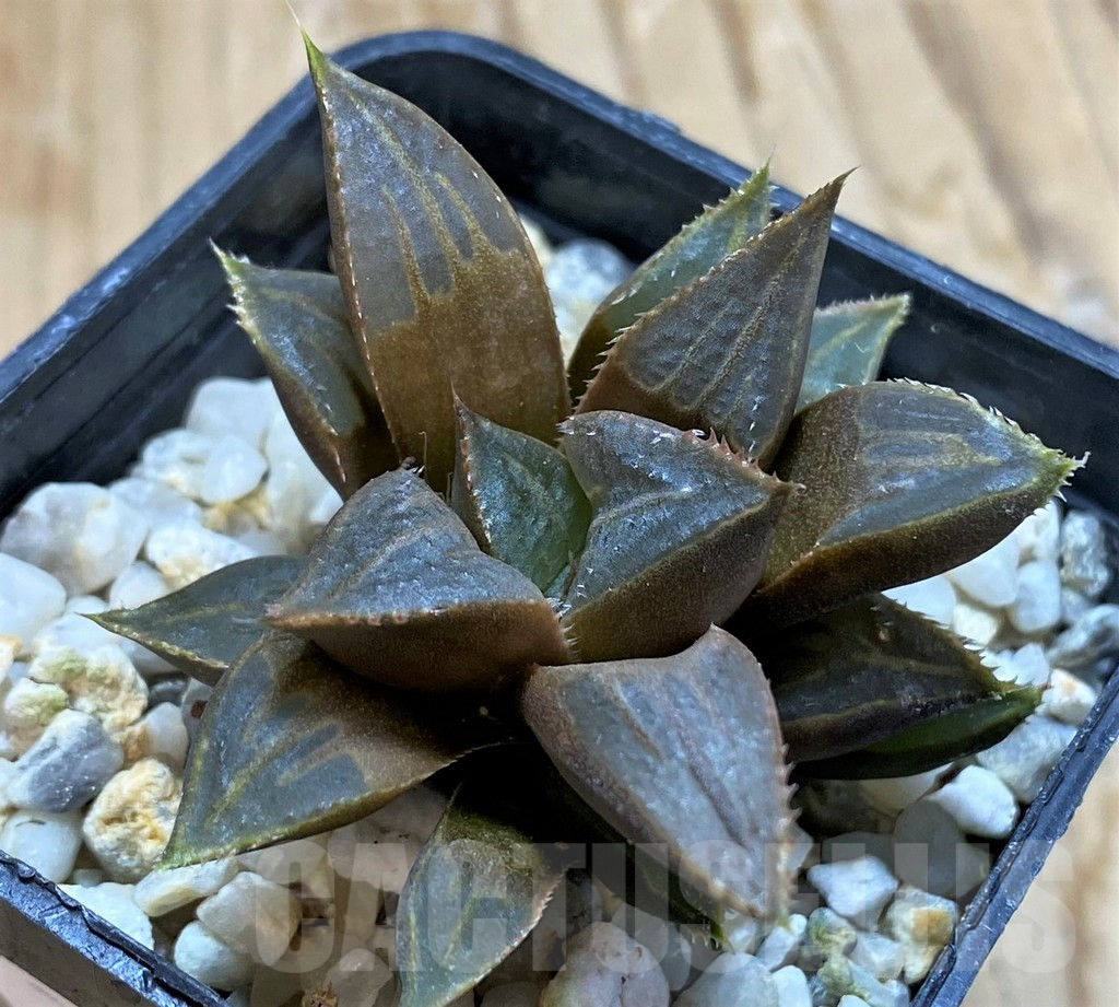 SH9355 Haworthia mirabilis ‘Mundula’