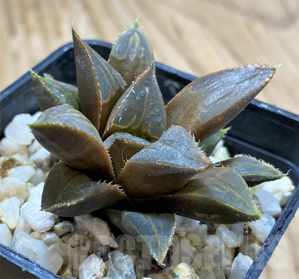 SH9355 Haworthia mirabilis ‘Mundula’ - Image 2