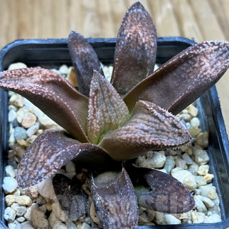 SH9357 Haworthia splendens hybrid