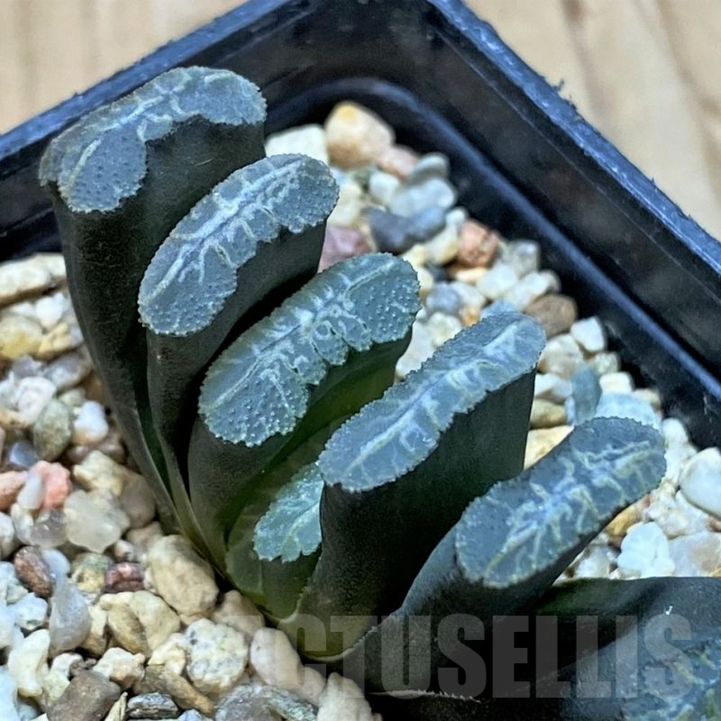 SH9359 Haworthia truncata -Japan-