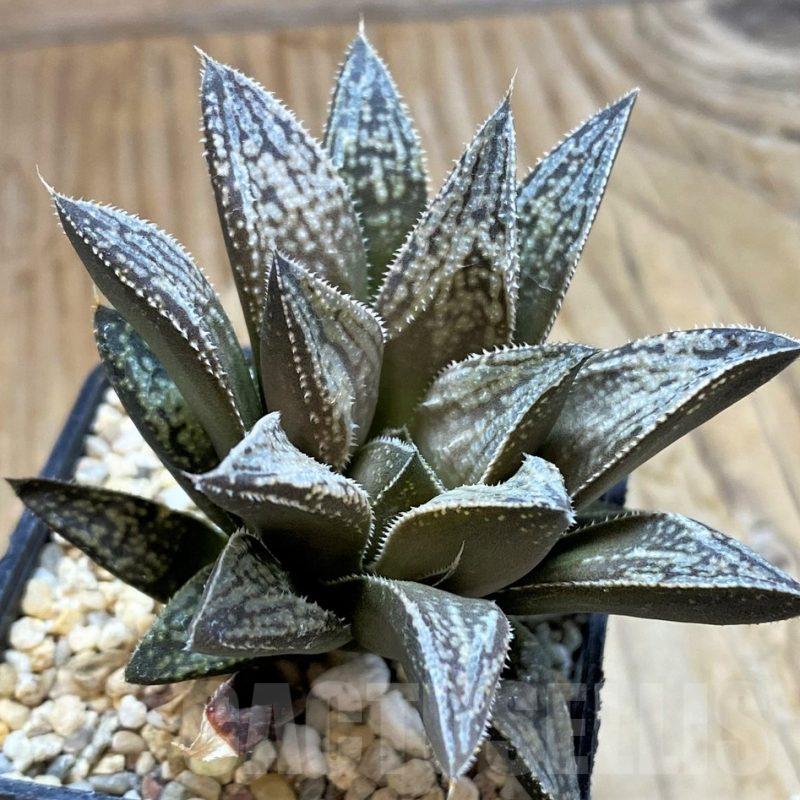 SH9360 Haworthia splendens 'Mirage', ex Cactus Nichi HSS-31