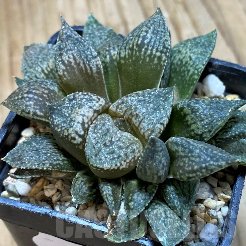 SH9361 Haworthia picta -Japan-
