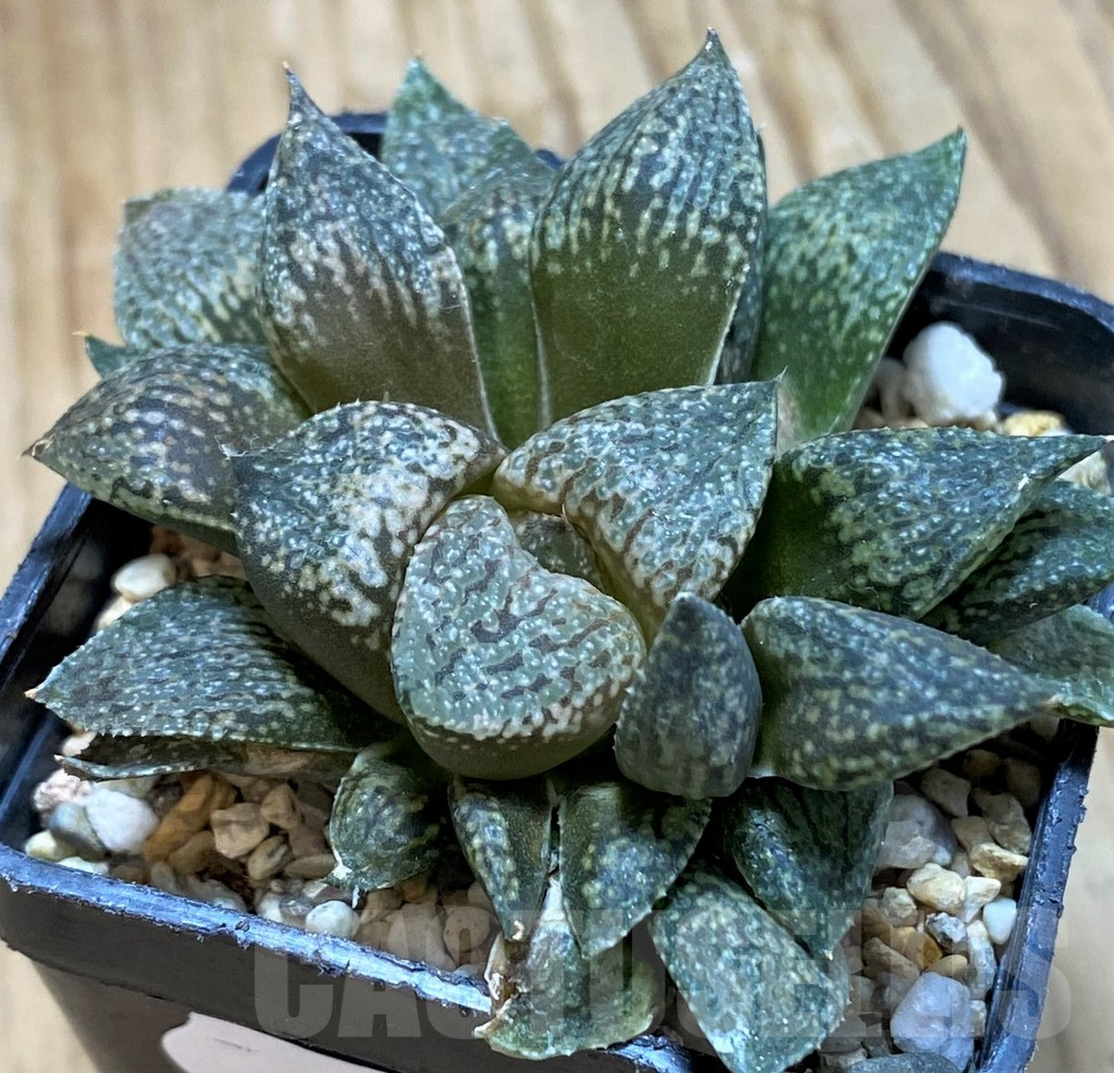 SH9361 Haworthia picta -Japan-