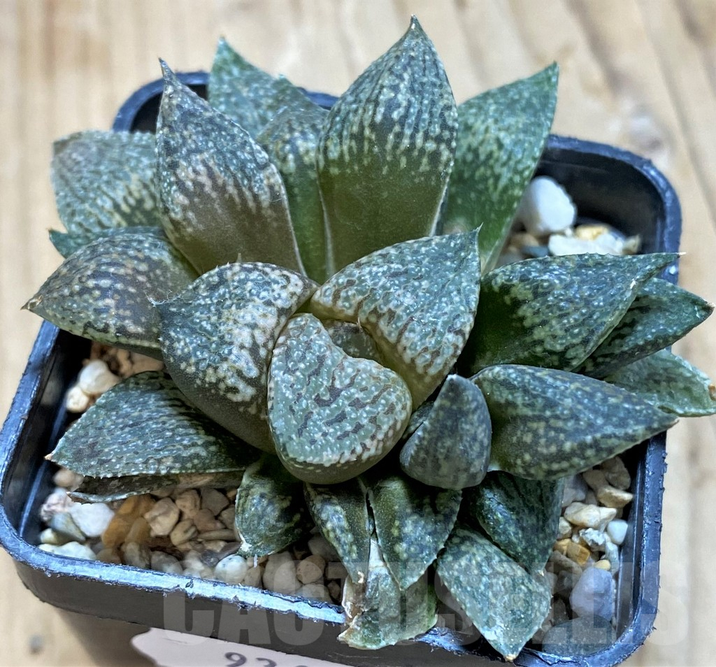 SH9361 Haworthia picta -Japan- - Зображення 2