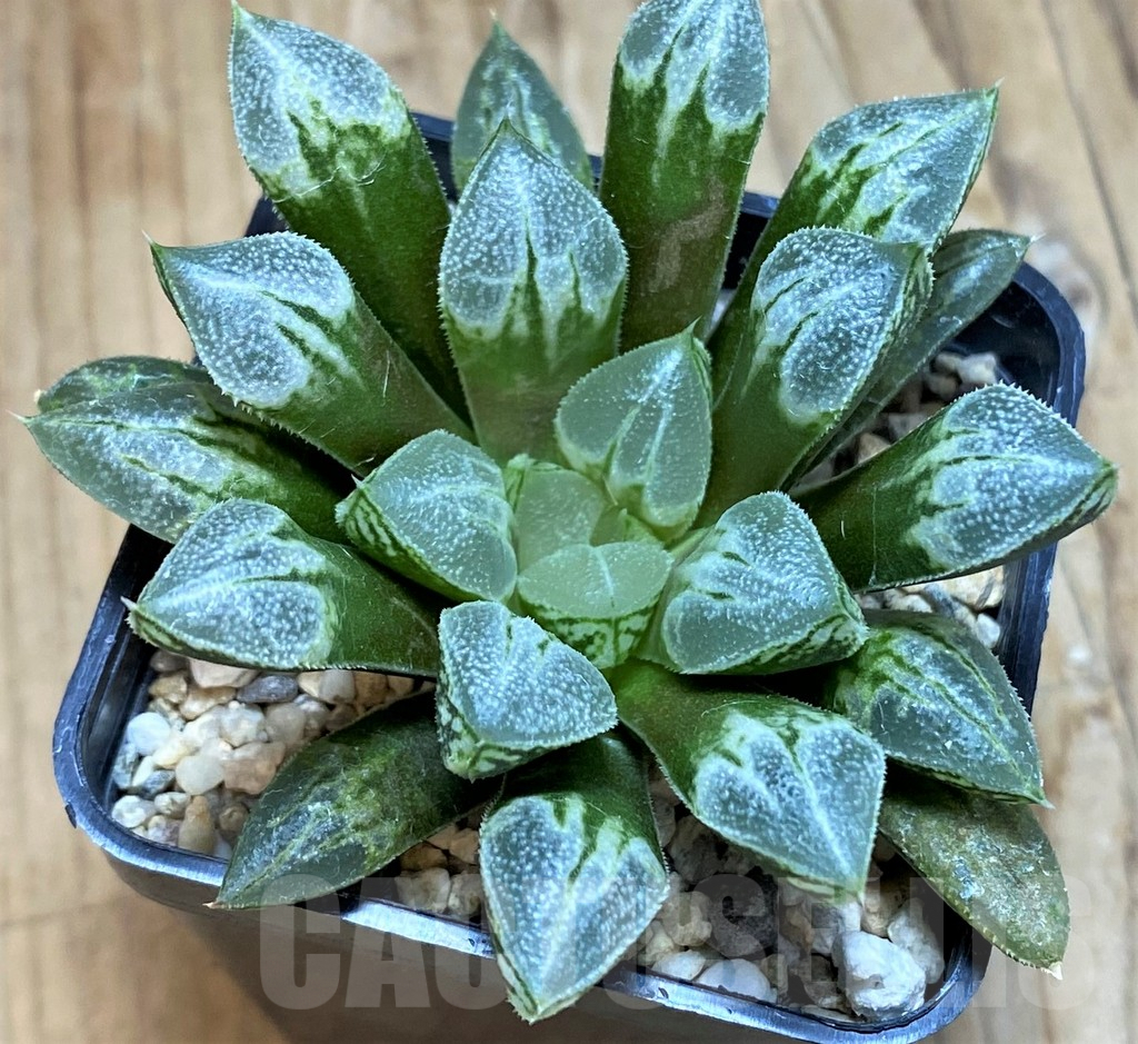 SH9362 Haworthia 'Love Heart'