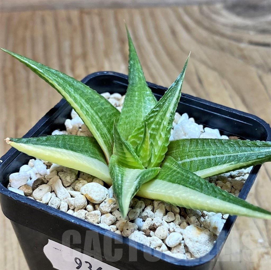 SH9363 Haworthia limifolia f. variegata - Image 2
