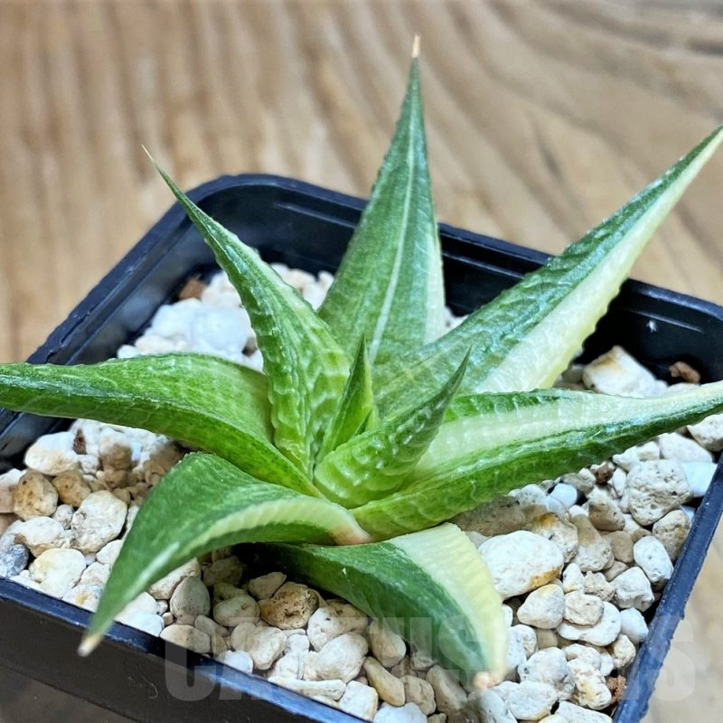 SH9363 Haworthia limifolia f. variegata