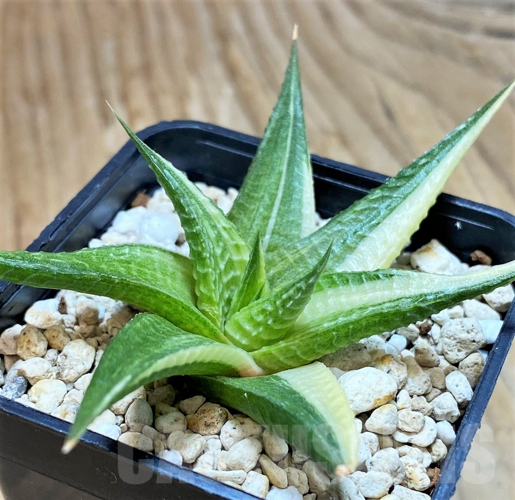 SH9363 Haworthia limifolia f. variegata