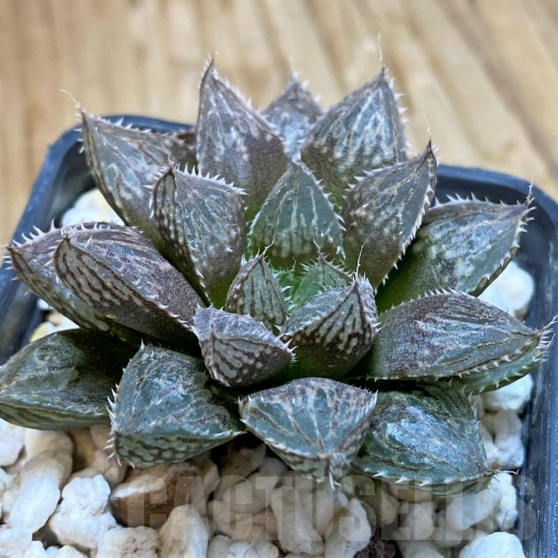 SH9365 Haworthia 'Mirror Ball'