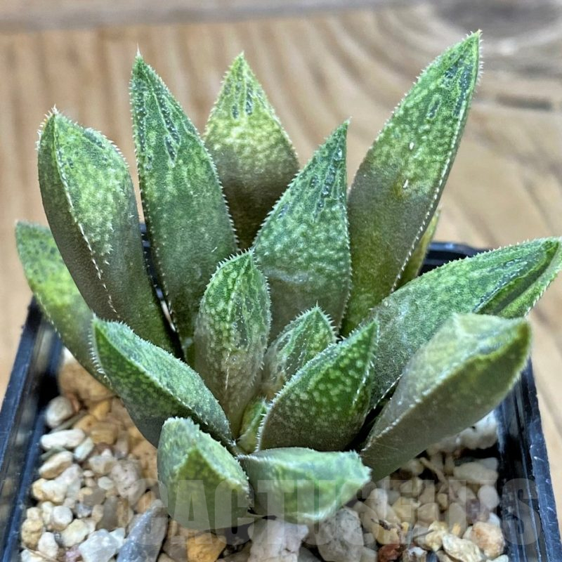 SH9366 Haworthia 'Sugar Candy' hybrid