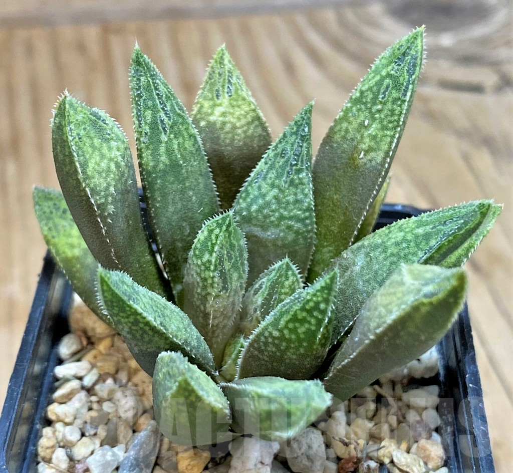 SH9366 Haworthia 'Sugar Candy' hybrid