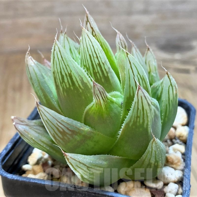 SH9367 Haworthia cooperi v. leightonii SA