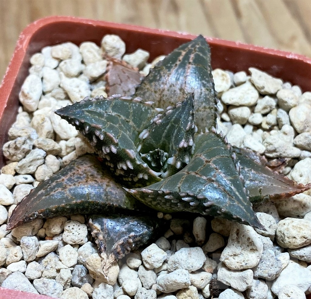SH9369 Haworthia tessellata ‘Fang’ - Image 2