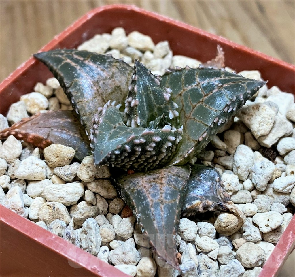 SH9369 Haworthia tessellata ‘Fang’