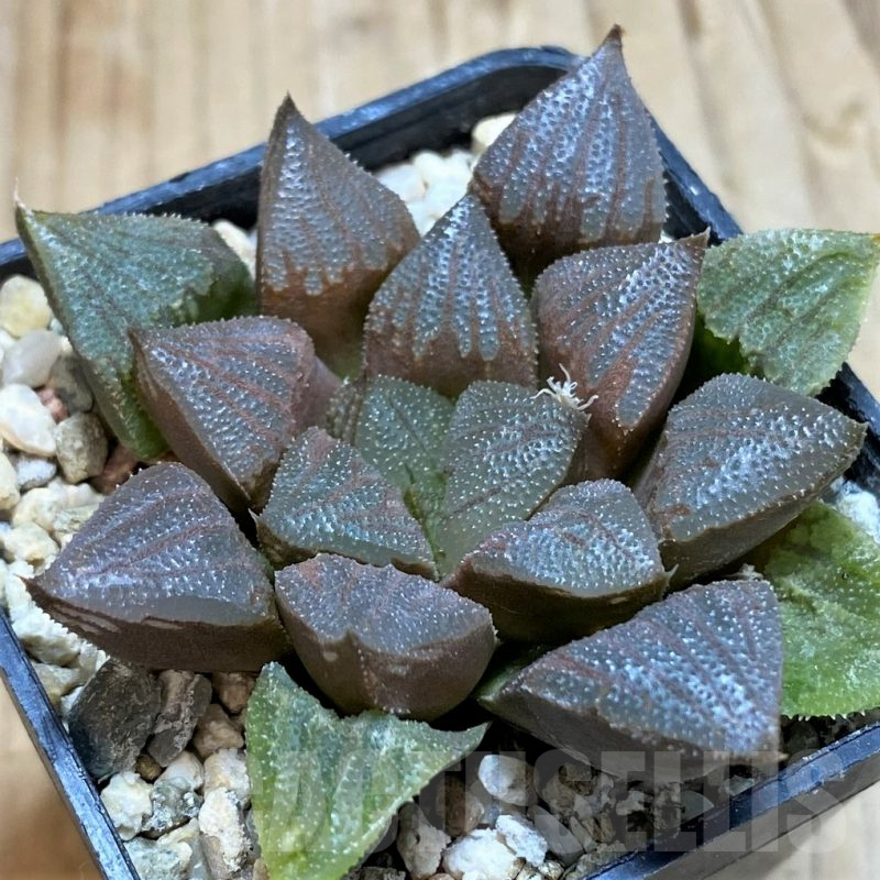 SH9341 Haworthia bayeri x pygmaea