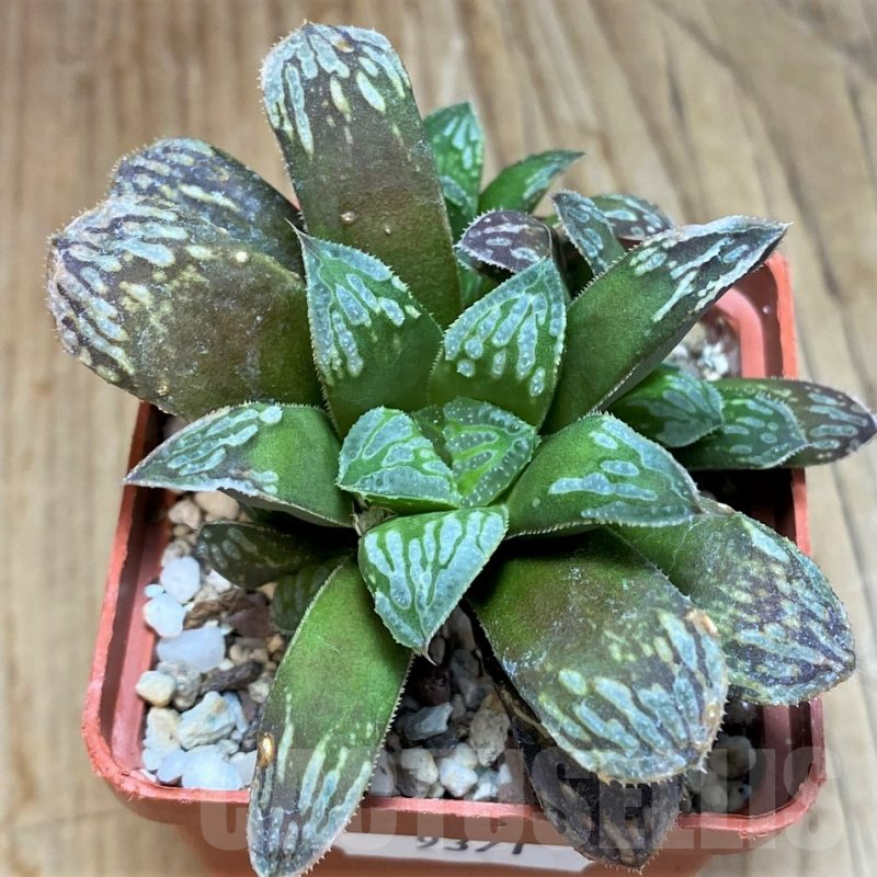 SH9371 Haworthia mutica hybrid