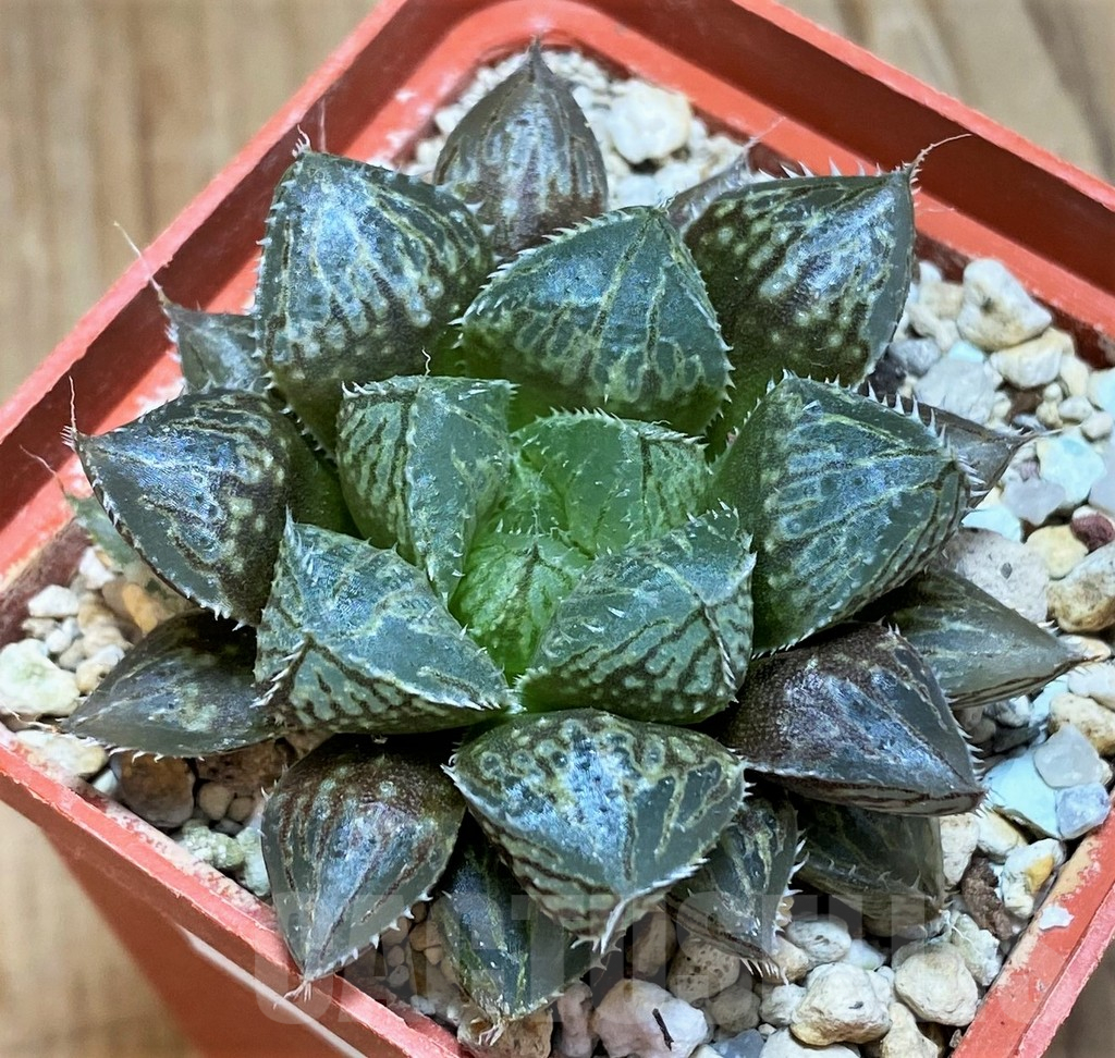 SH9372 Haworthia ‘Mirror Ball’ - Image 2