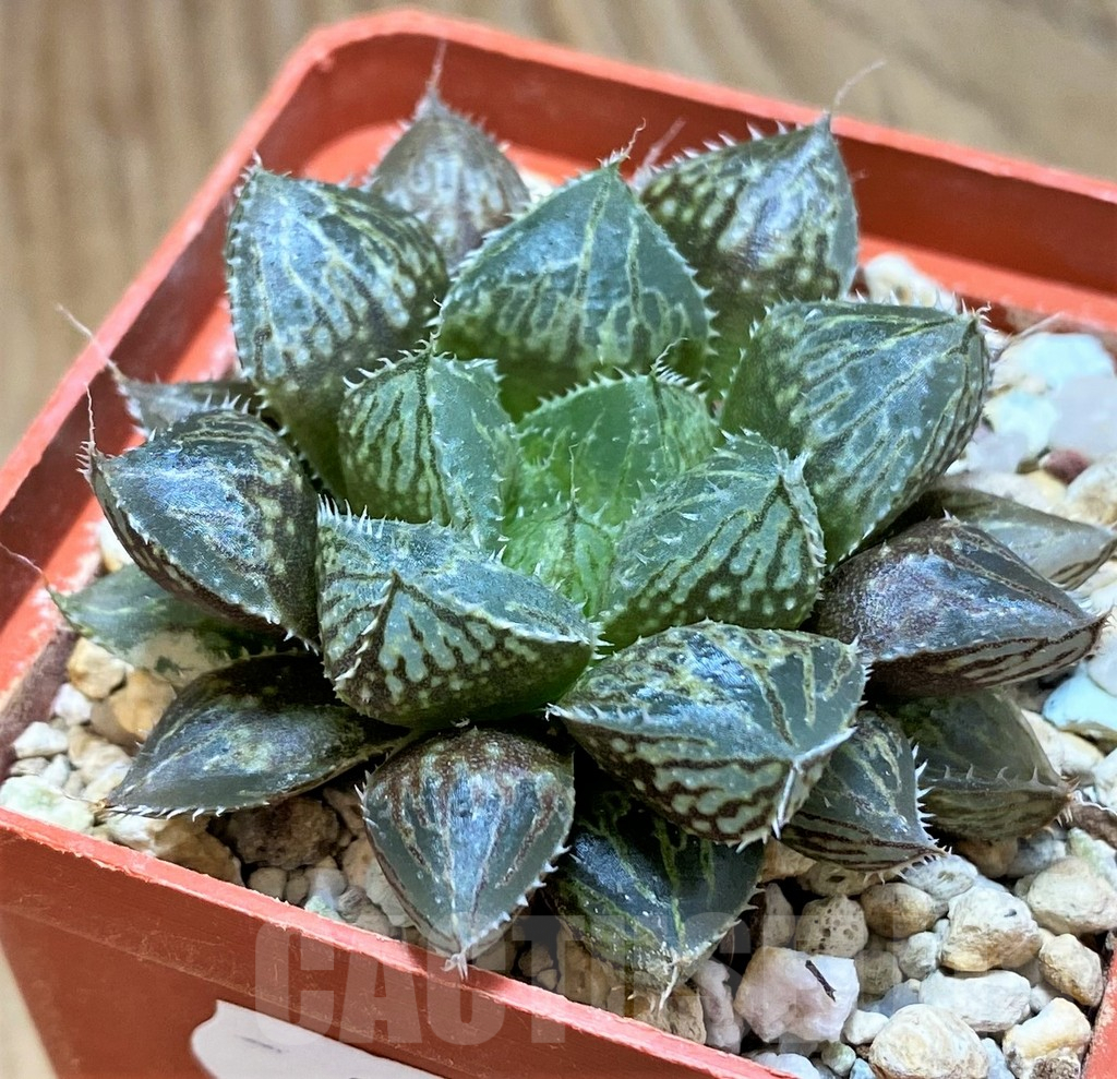 SH9372 Haworthia ‘Mirror Ball’