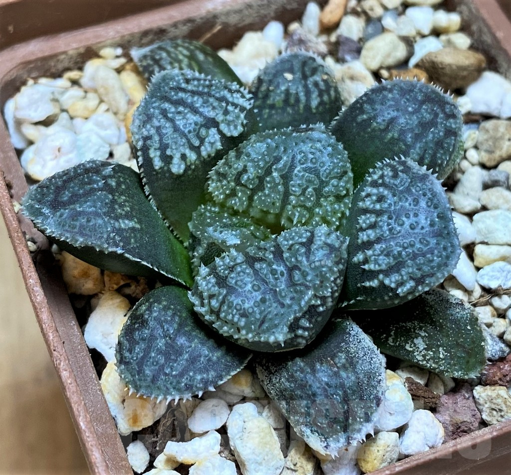 SH9373 Haworthia 'Mordor' - Image 2