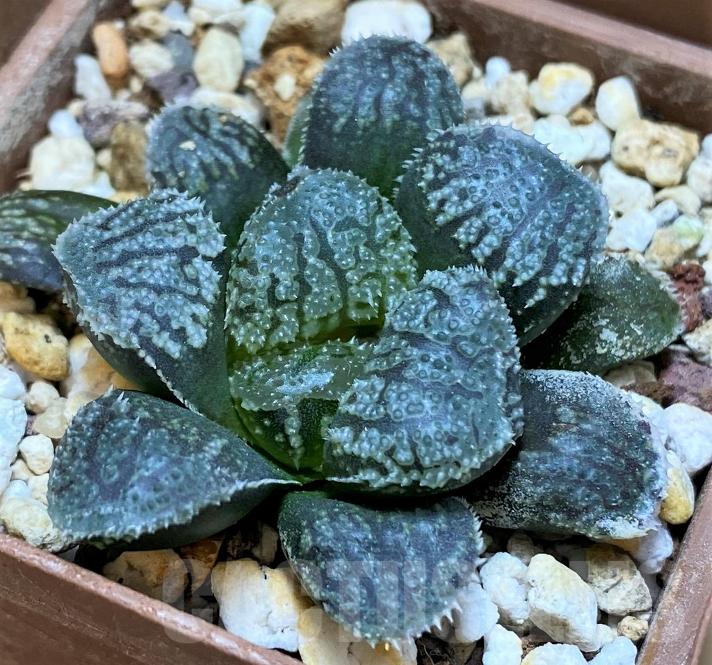 SH9373 Haworthia 'Mordor'