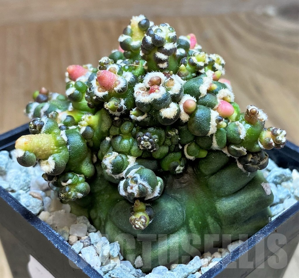 SH9500 Gymnocalycium mihanovichii ‘Transformer’ - immagine 2