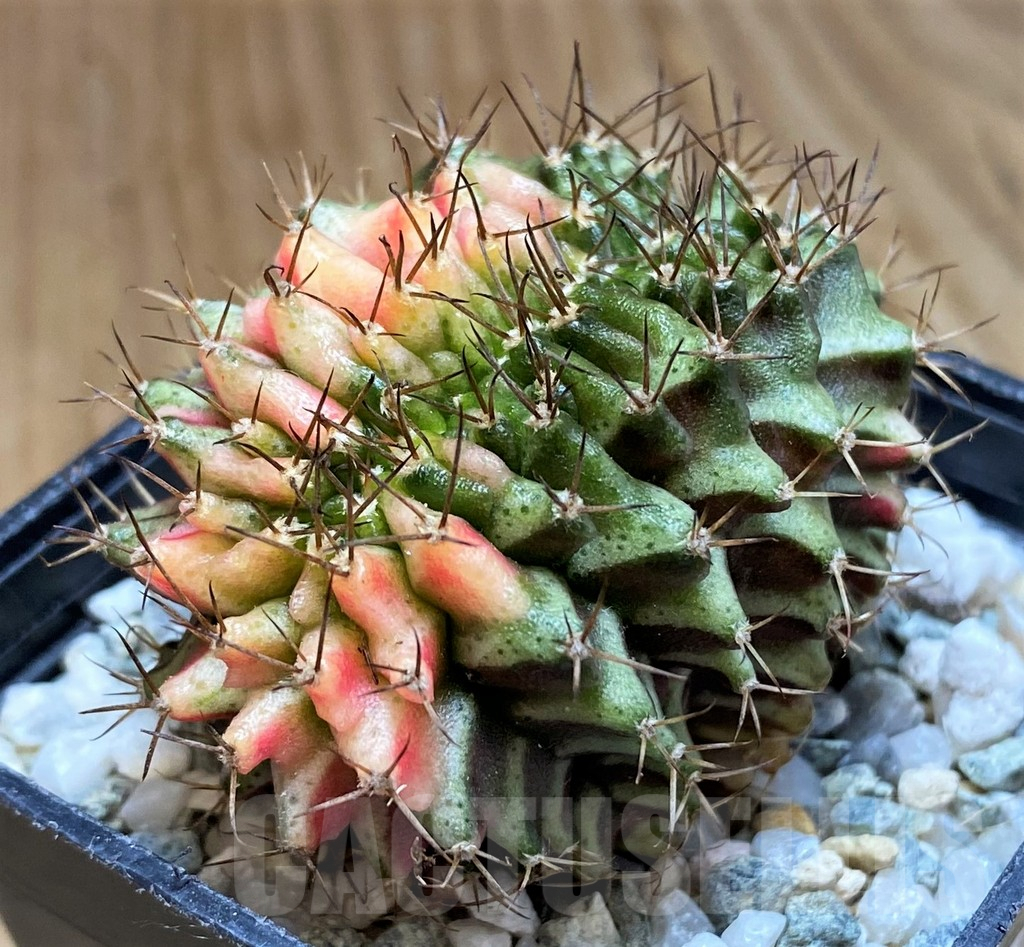 SH9501 Gymnocalycium mihanovichii variegata f. cristata
