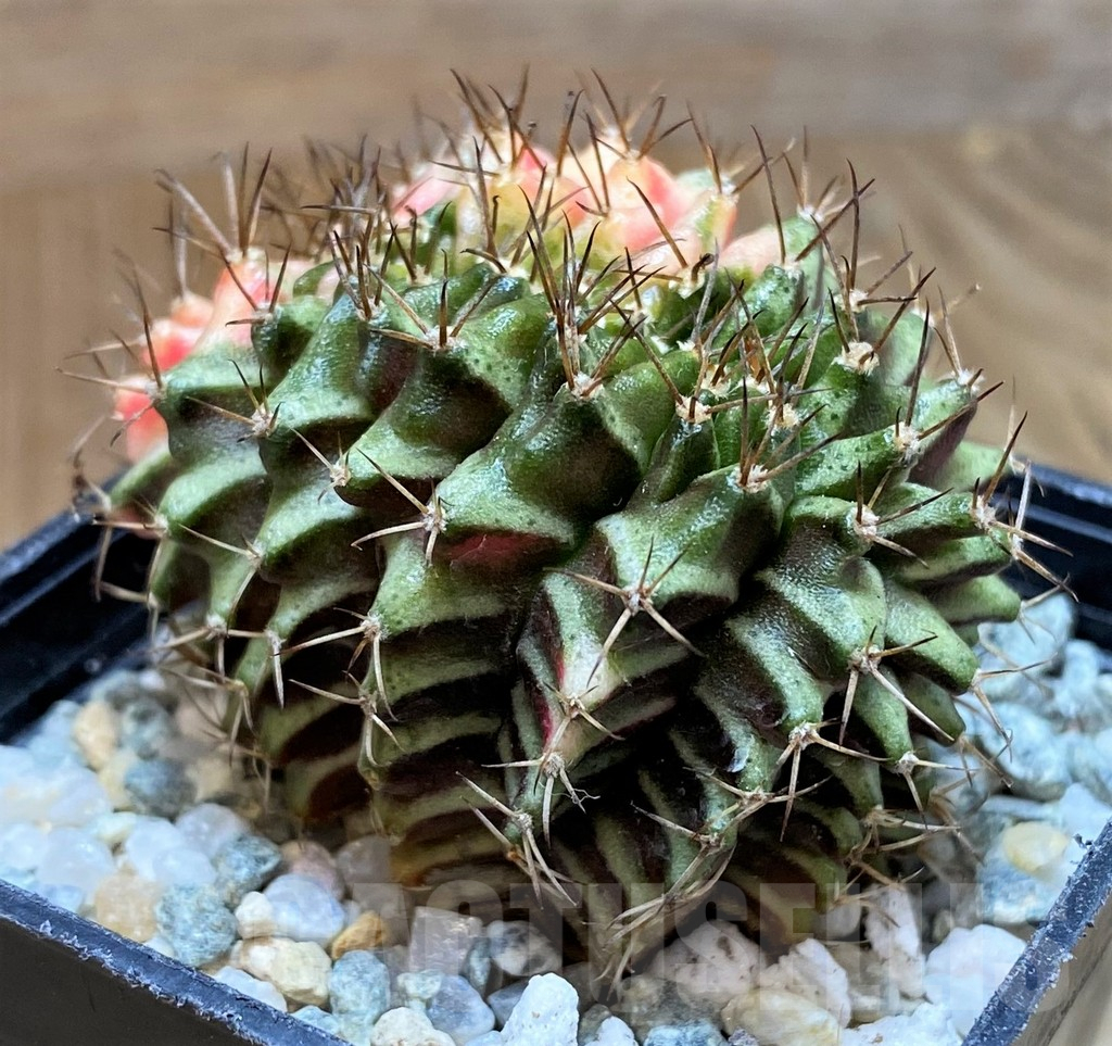 SH9501 Gymnocalycium mihanovichii variegata f. cristata - Imagen 2