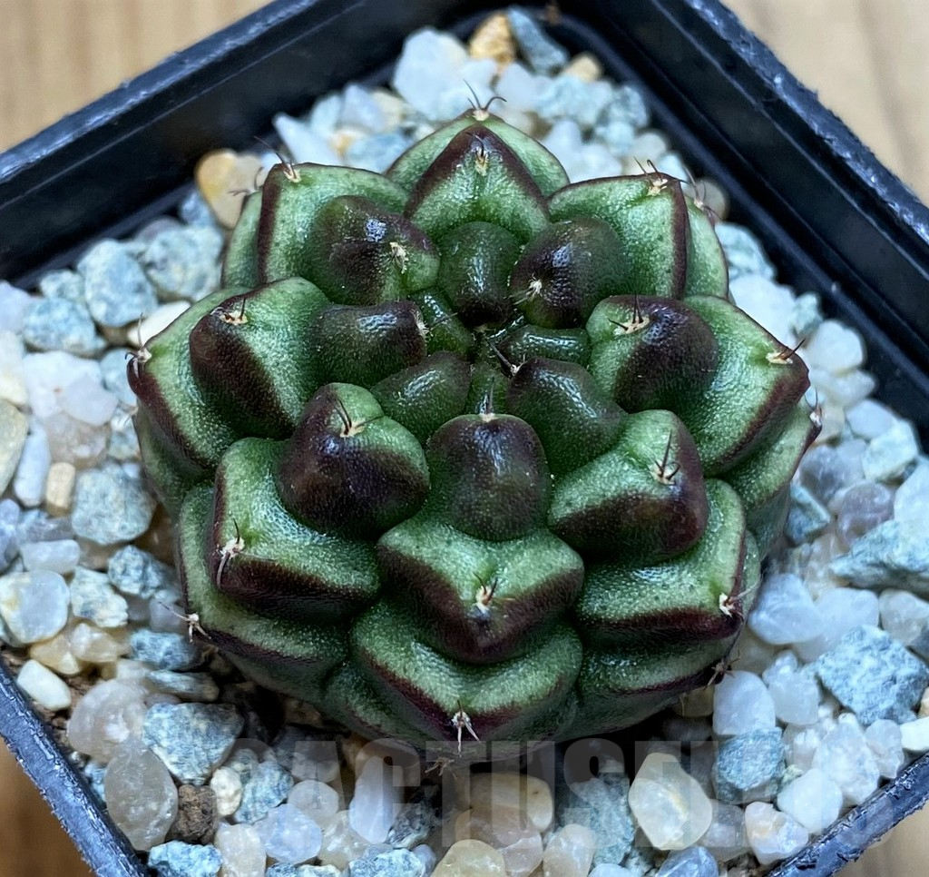 SH9506 Gymnocalycium mihanovichii ‘Day Dream’, seedling - Imagen 2