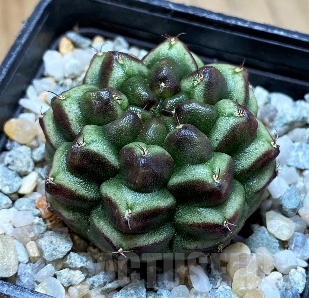 SH9506 Gymnocalycium mihanovichii ‘Day Dream’, seedling