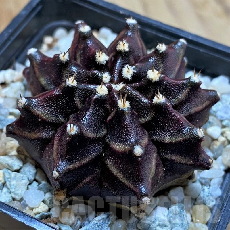 SH9470 Gymnocalycium mihanovichii 'Dark Phoenix'