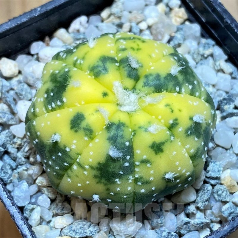 SH9508 Astrophytum asterias f. variegata