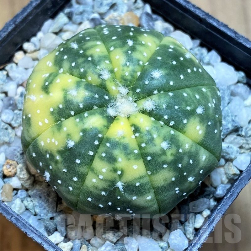 SH9510 Astrophytum asterias f. variegata