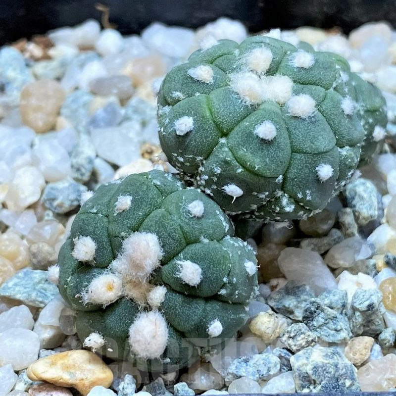 SH9513 Astrophytum asterias ‘Kikko Lizart Skin’