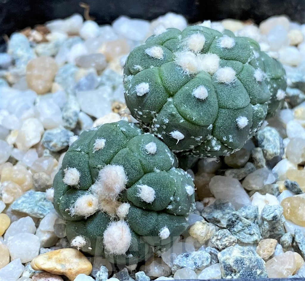 SH9513 Astrophytum asterias ‘Kikko Lizart Skin’
