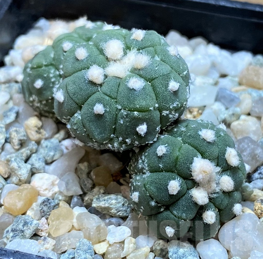 SH9513 Astrophytum asterias ‘Kikko Lizart Skin’ - Obrázek 2