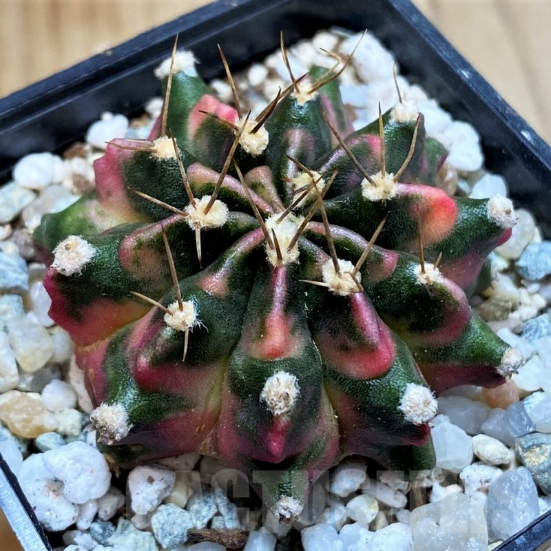SH9471 Gymnocalycium mihanovichii 'Sunset'