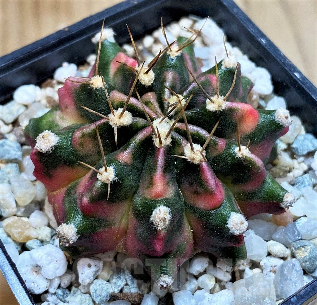 SH9471 Gymnocalycium mihanovichii 'Sunset'